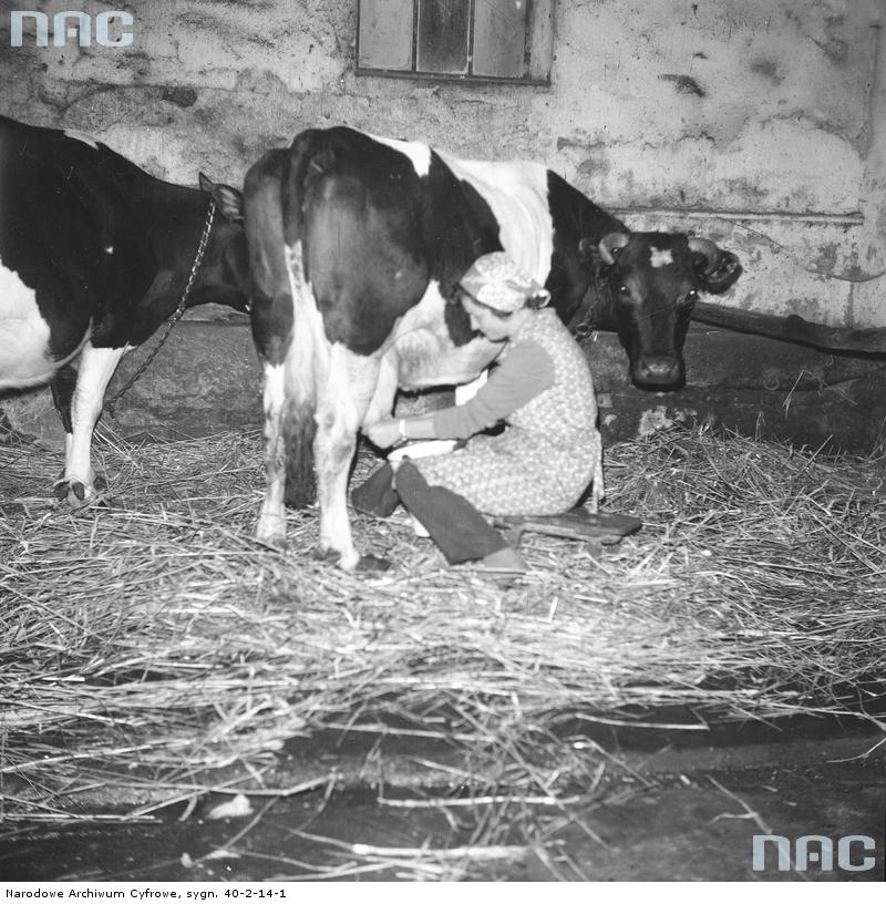 Ręczny udój mleka [1974 r.]. Narodowe Archiwum Cyfrowe.
