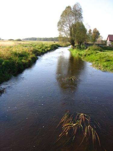 Rzeka Nida płynąca przez Podłazie [2010 r.]. Foto W. Cichecki.